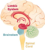 limbicsystem