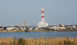 toyano_swan