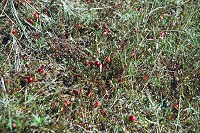 Wild Cranberry