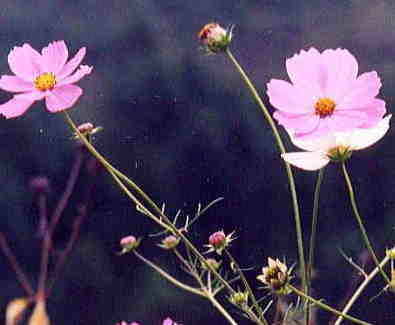 ���{�l�̏H�̐S�ł�