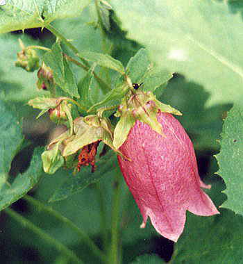 �ق���Ԃ���