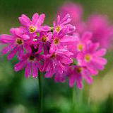 �T�N���\�E