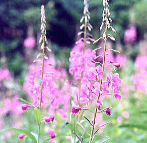 ��Ȃ�����