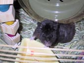 悟飯7