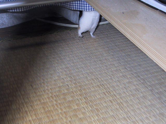 もけ63