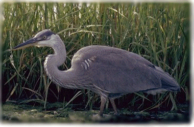 blue heron