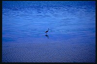 Blue Heron in blue