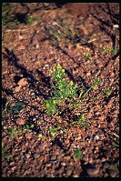 Pineapple Weed